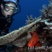 bigeye_crescenttail_ncg_h_0043_pal0048.jpg